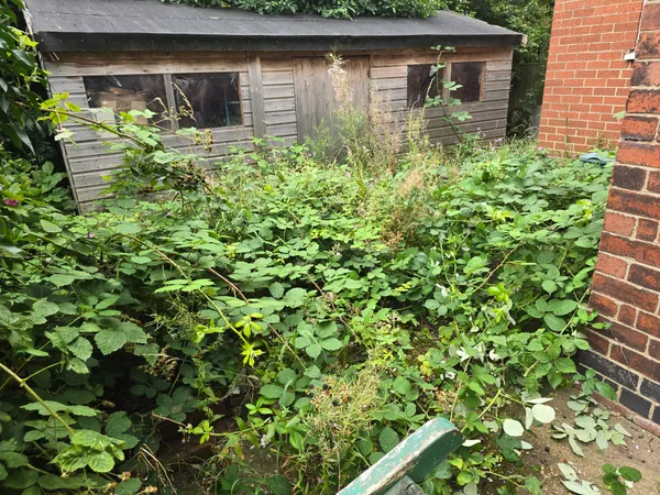 Overgrown Garden? A Step-by-Step Plan to Reclaim It